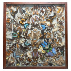 Museum Display of Exotic Butterflies