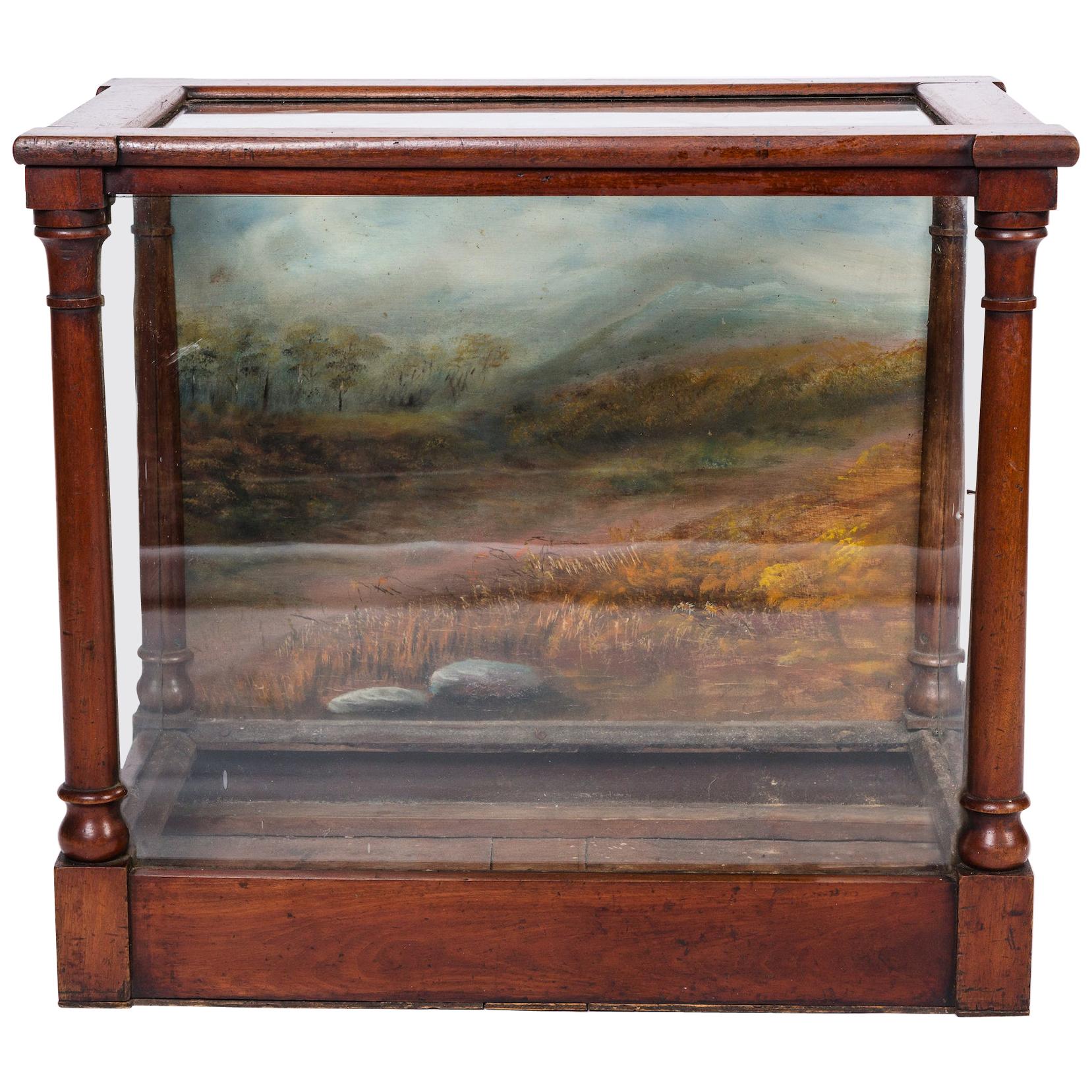 Museum Display Case For Sale