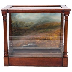 Museum Display Case