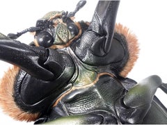 Museum Model of a Cheirotonus Long-Armed Beetle