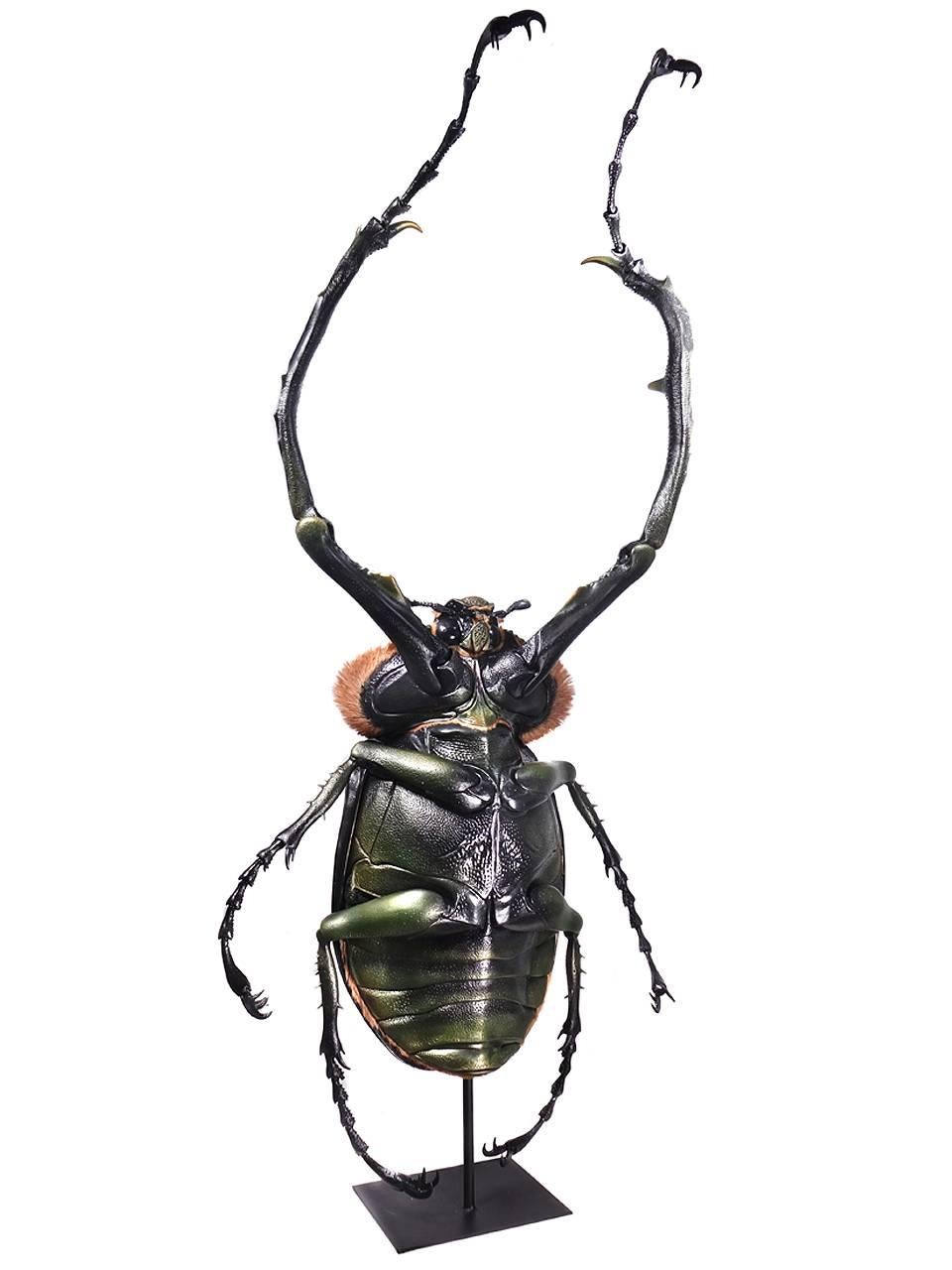 long armed beetle