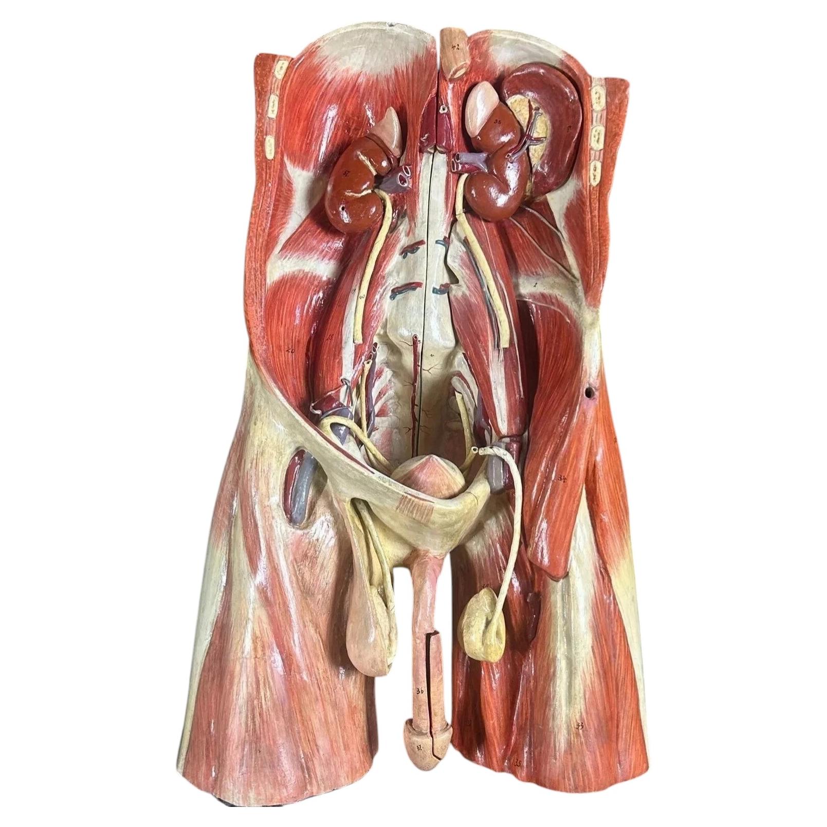 Museum-Quality 19th Century Anatomical Plaster Torso Model, Probably Sommer