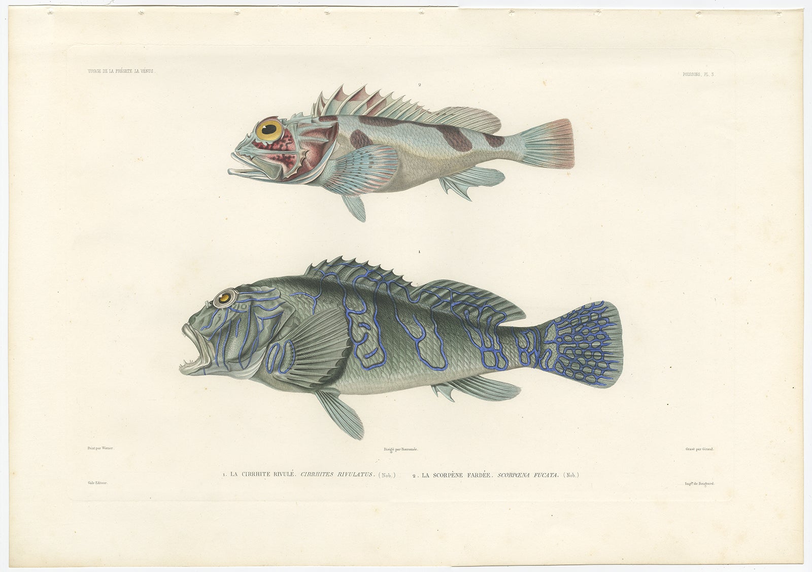 Antique Print of Bluebanded Hawkfish and Ornamented Scorpionfish, 1846

This vibrant hand-colored lithograph features two striking reef fish species: Cirrhites rivulatus (the Bluebanded Hawkfish) and Scorpaena fucata (the Ornamented Scorpionfish).