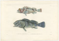 Museum-Quality Illustration of Rare Pacific Fish, Hand-Colored 1846