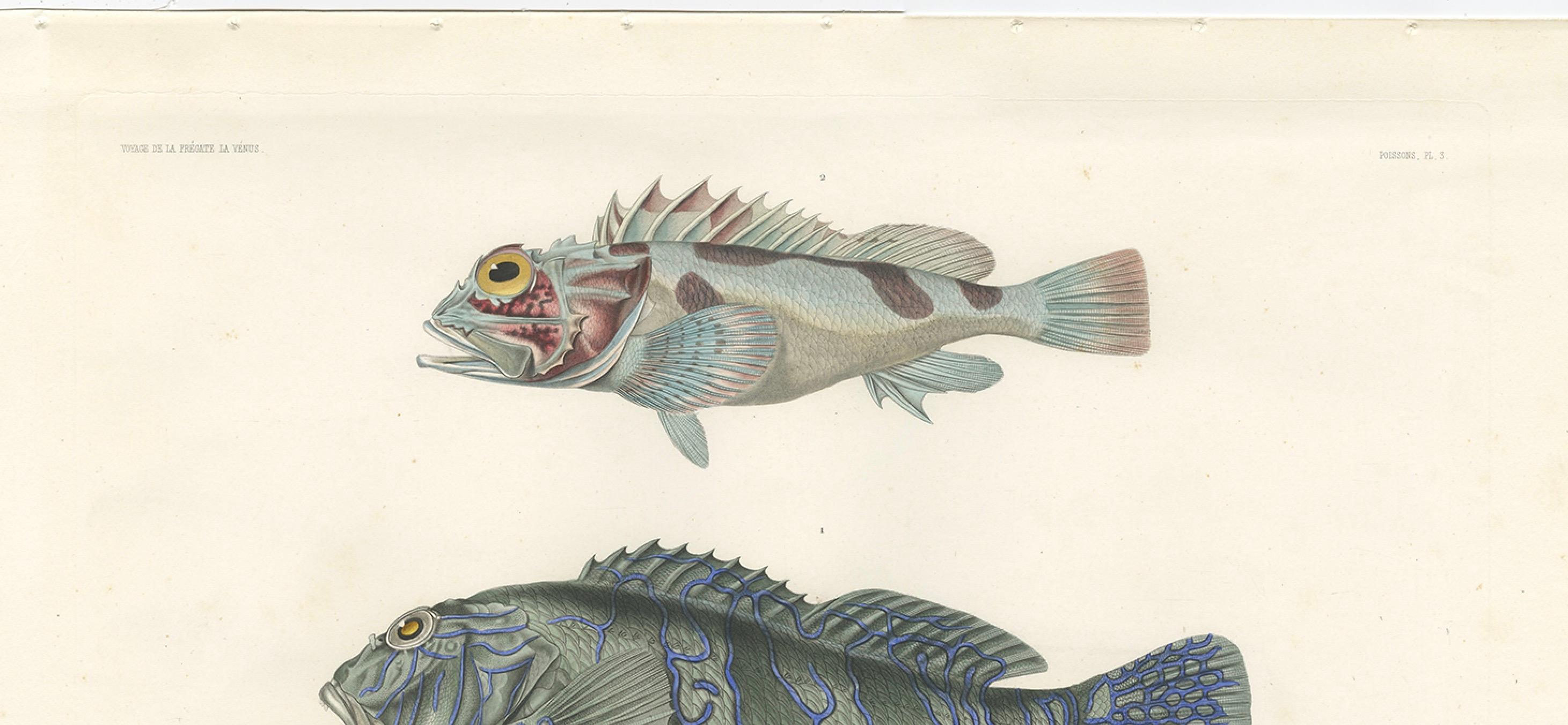 French Museum-Quality Illustration of Rare Pacific Fish, Hand-Colored 1846 For Sale