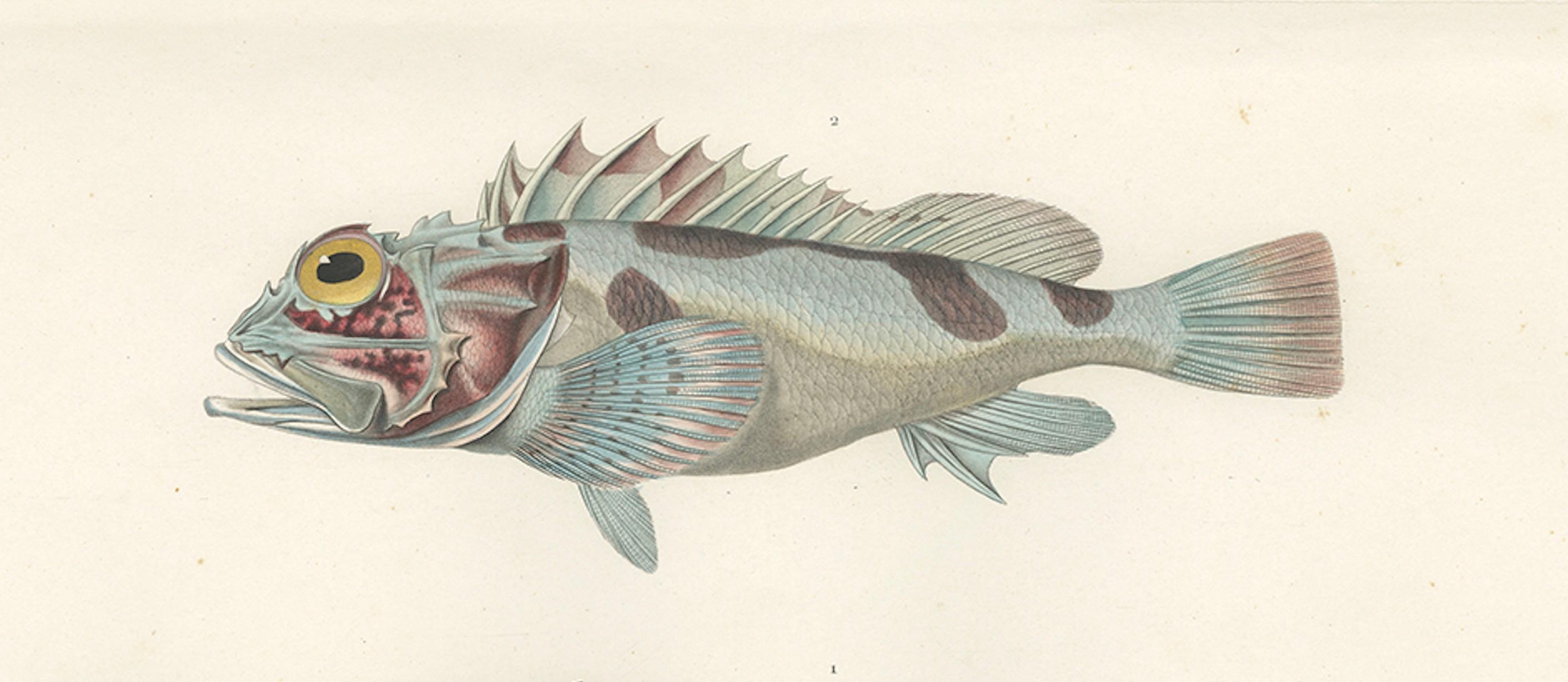 19th Century Museum-Quality Illustration of Rare Pacific Fish, Hand-Colored 1846 For Sale