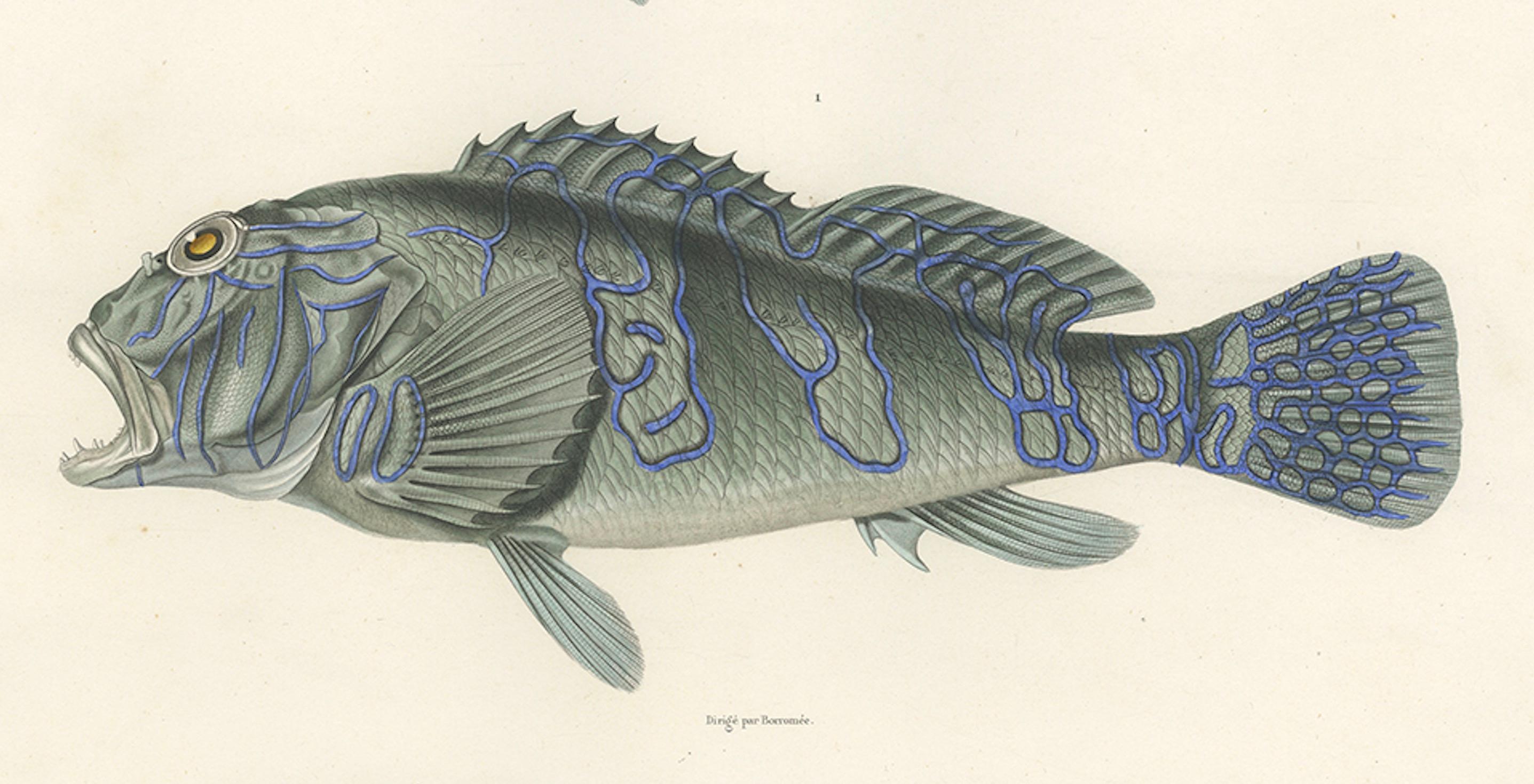 Paper Museum-Quality Illustration of Rare Pacific Fish, Hand-Colored 1846 For Sale