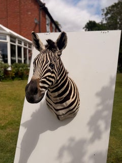 Museum Quality Plains Zebra Taxidermy Shoulder Mount with Striking Markings