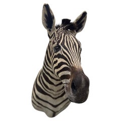 Museum Quality Plains Zebra Taxidermy Shoulder Mount with Striking Markings