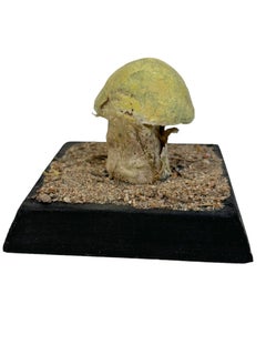 Mushroom Botanical Scientific Specimen Model Europe,  1950s or older