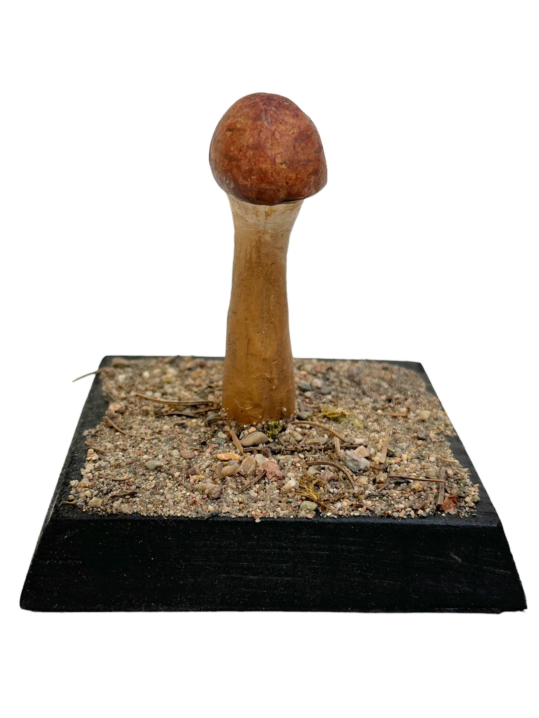 Dieses seltene Vintage-Modell eines botanischen wissenschaftlichen Exemplars stellt einen in Mitteleuropa heimischen Pilz dar. Diese Art von Artikeln wird als Unterrichtsmaterial in deutschen Schulen oder als Ausstellungsstücke in Apotheken