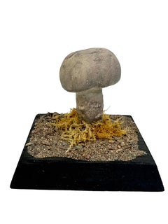 Mushroom Botanical Scientific Specimen Model Europe,  1950s or older