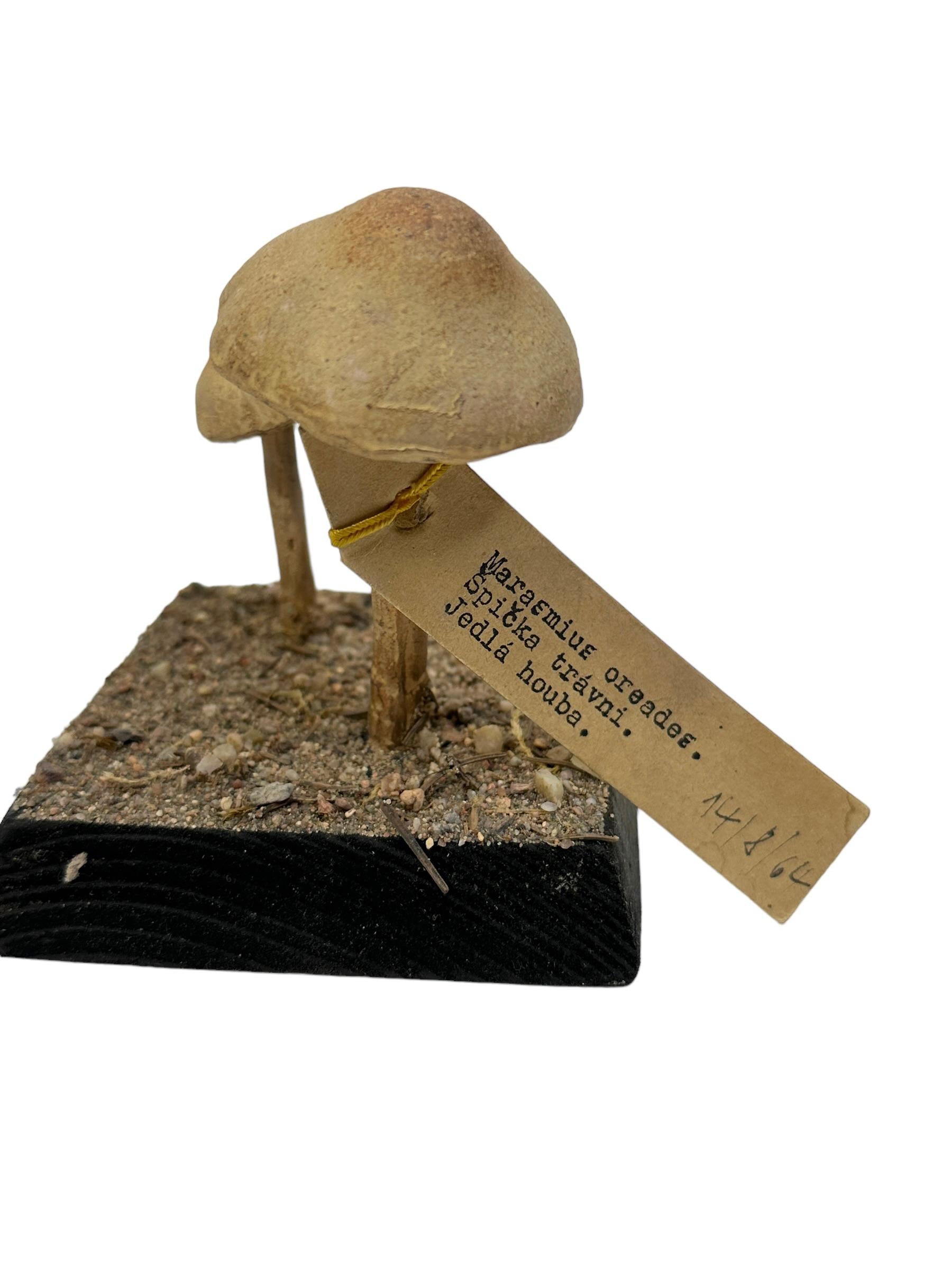 This rare vintage model of a botanical scientific specimen depicts a mushroom native to Central Europe. This kind of items are used as teaching material in German schools or as showpieces in pharmacies. Colorful in natural design they show the