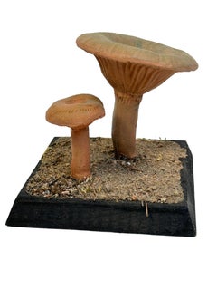 Mushroom Botanical Scientific Specimen Model Europe,  1950s or older