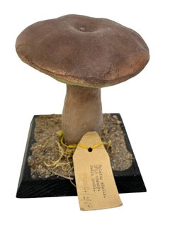 Mushroom Botanical Scientific Specimen Model Europe,  1950s or older