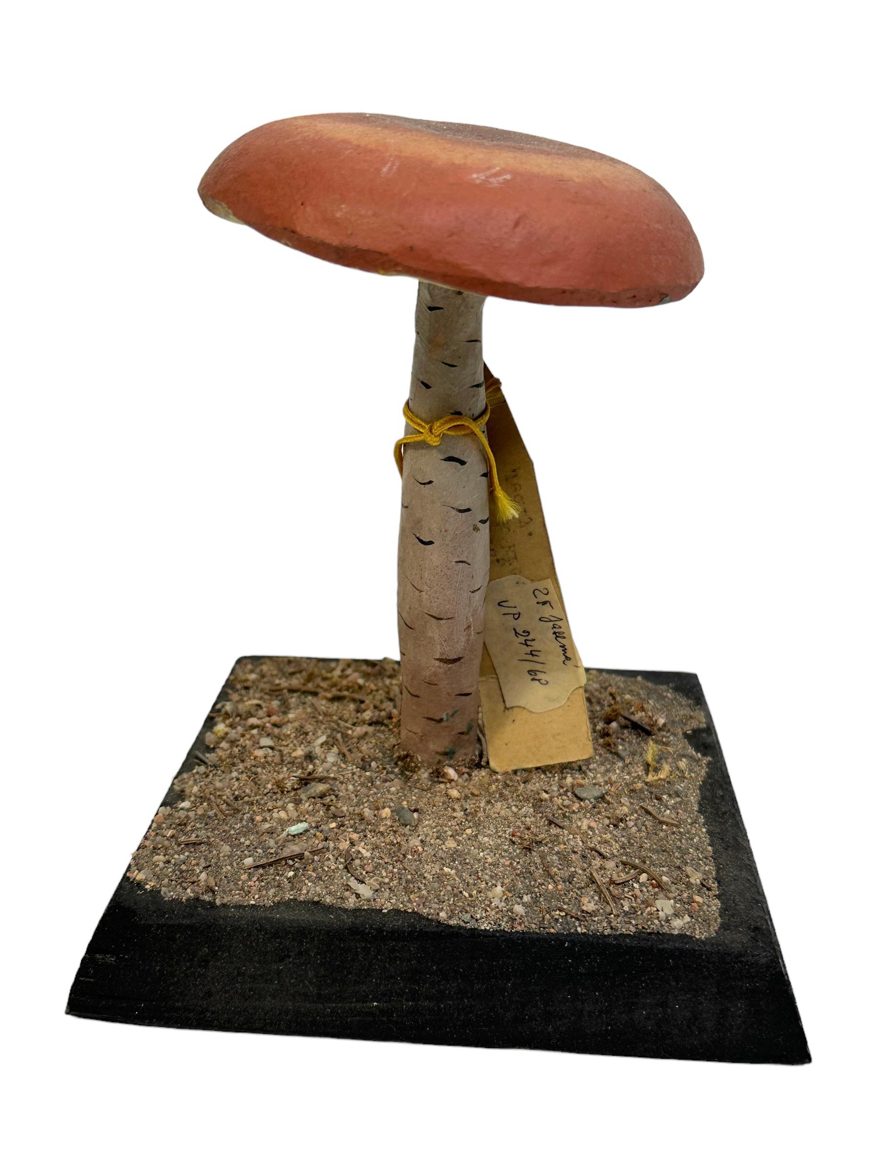 Artisanat Modèle scientifique de spécimen de champignons, Europe,  Années 1950 ou plus anciennes en vente