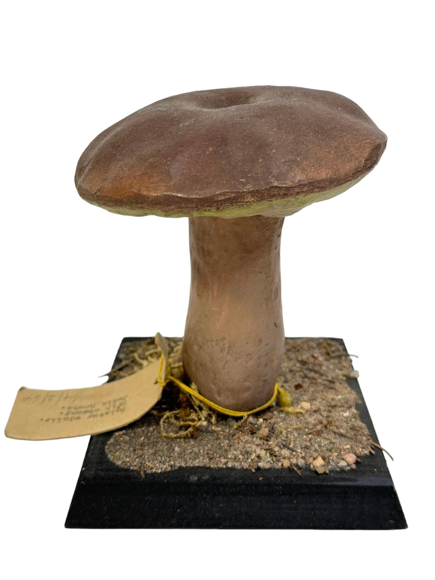 Folk Art Mushroom Botanical Scientific Specimen Model Europe,  1950s or older For Sale