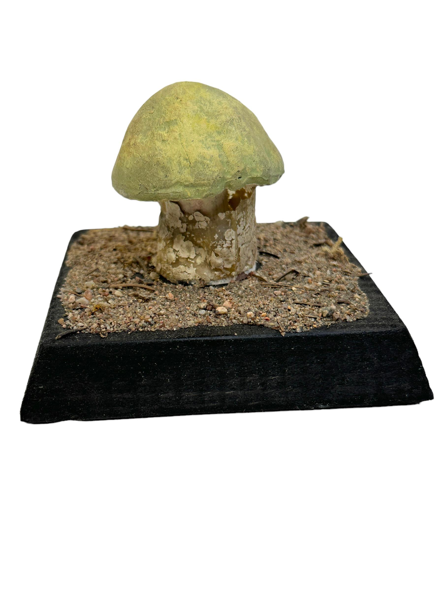 Czech Mushroom Botanical Scientific Specimen Model Europe,  1950s or older For Sale