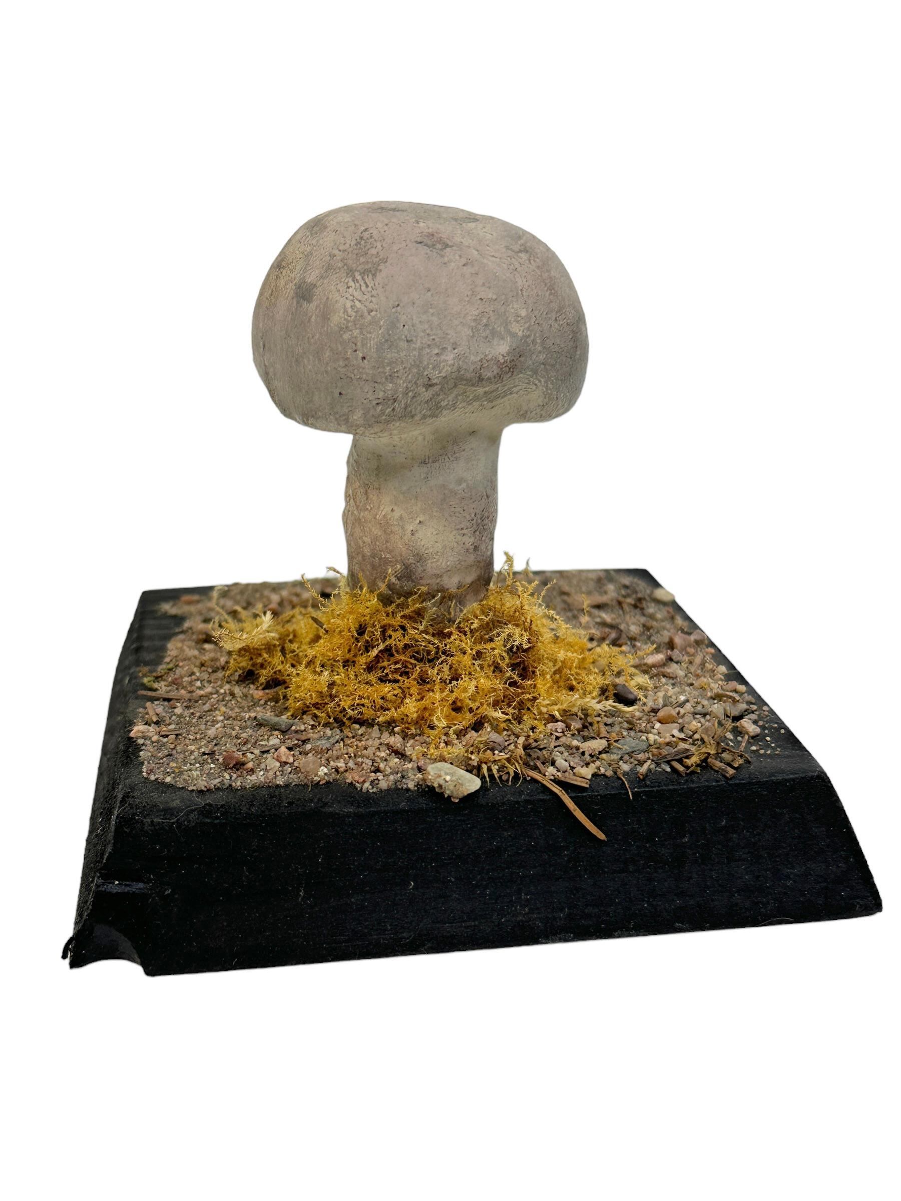 Folk Art Mushroom Botanical Scientific Specimen Model Europe,  1950s or older For Sale