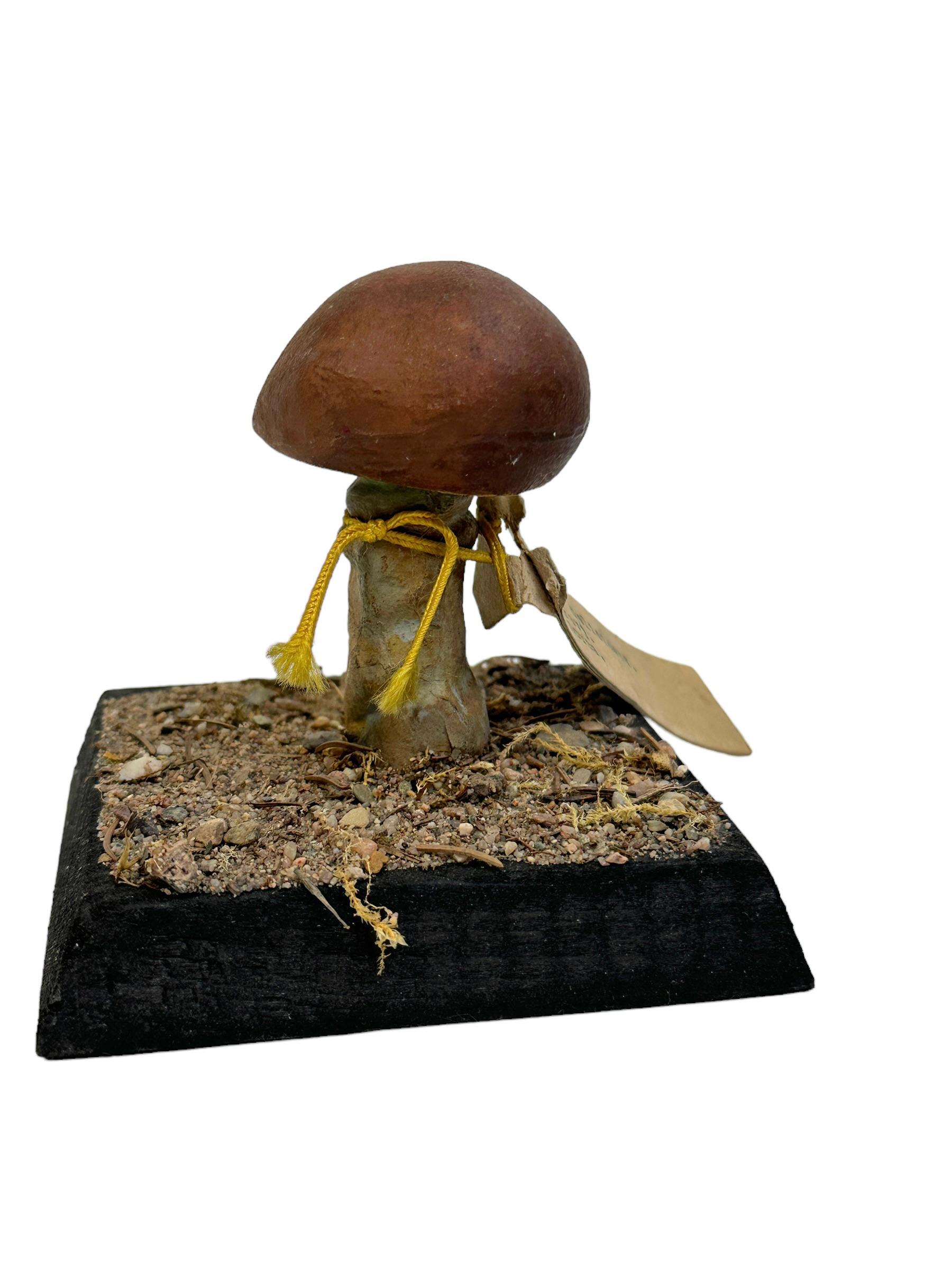 Czech Mushroom Botanical Scientific Specimen Model Europe,  1950s or older For Sale