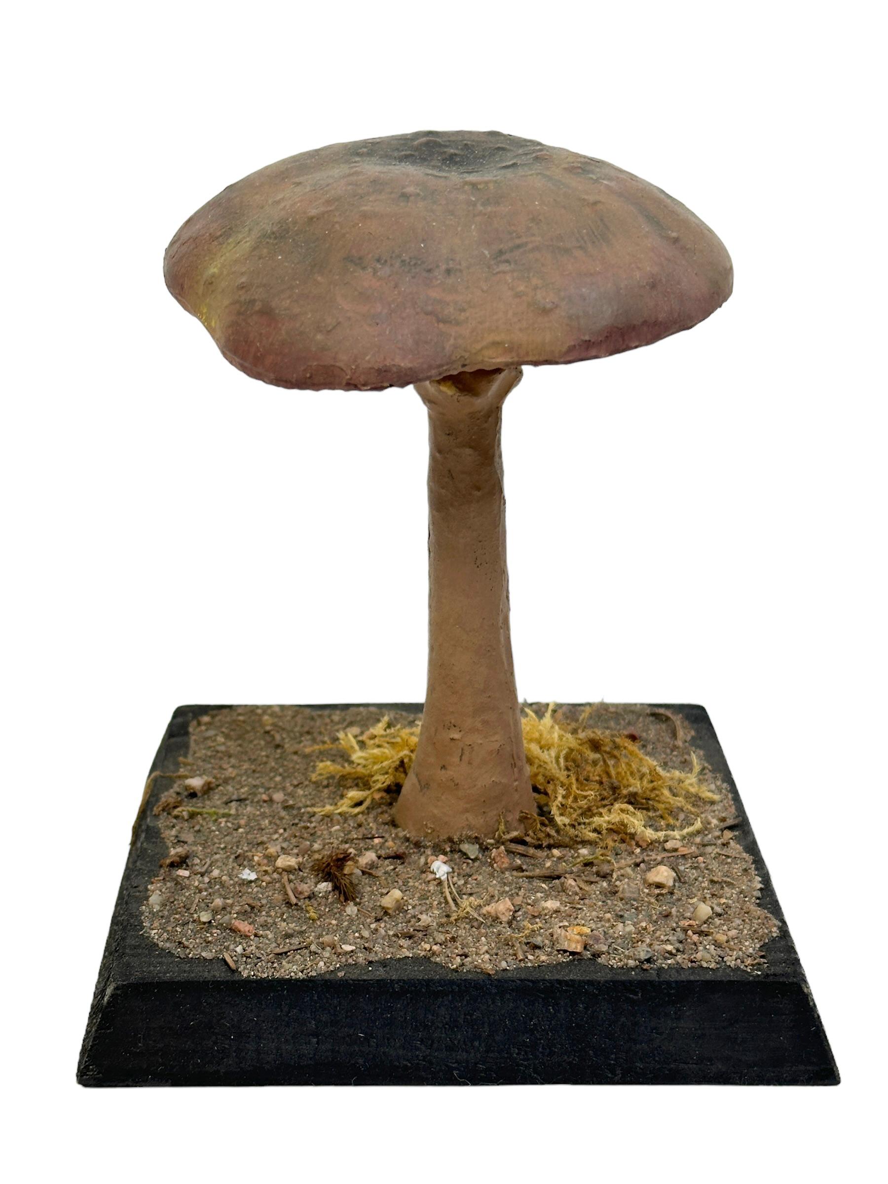 Artisanat Modèle scientifique de spécimen de champignons, Europe,  Années 1950 ou plus anciennes en vente