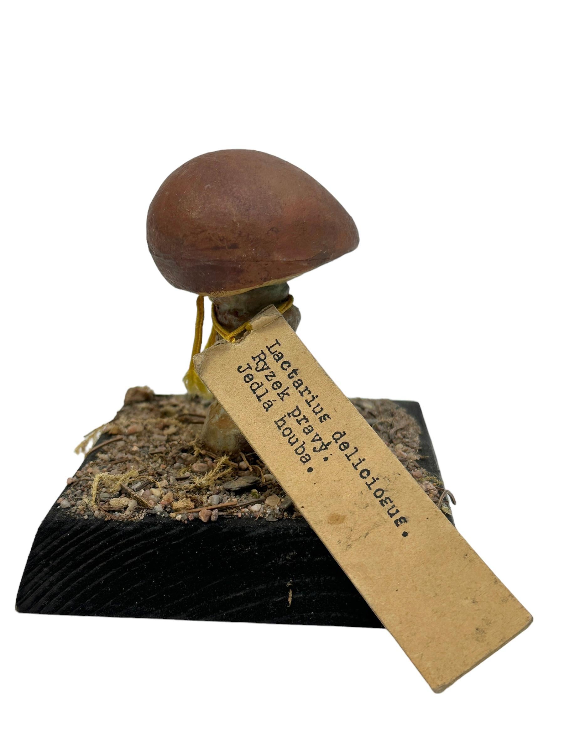 Hand-Crafted Mushroom Botanical Scientific Specimen Model Europe,  1950s or older For Sale