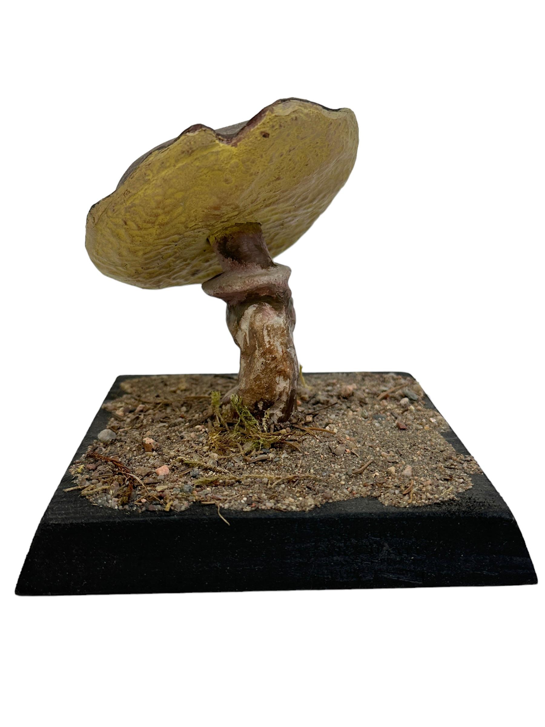 Pilz Botanisches Wissenschaftliches Exemplar Modell Europa,  1950er Jahre oder älter (Handgefertigt) im Angebot