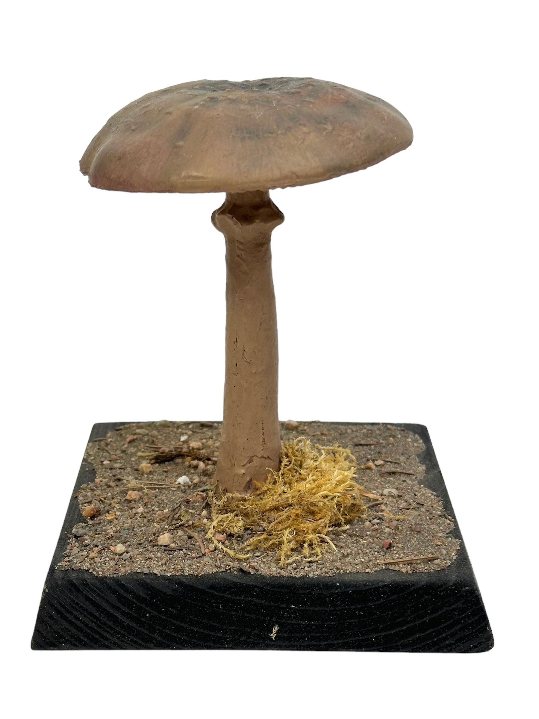 specimen of mushroom