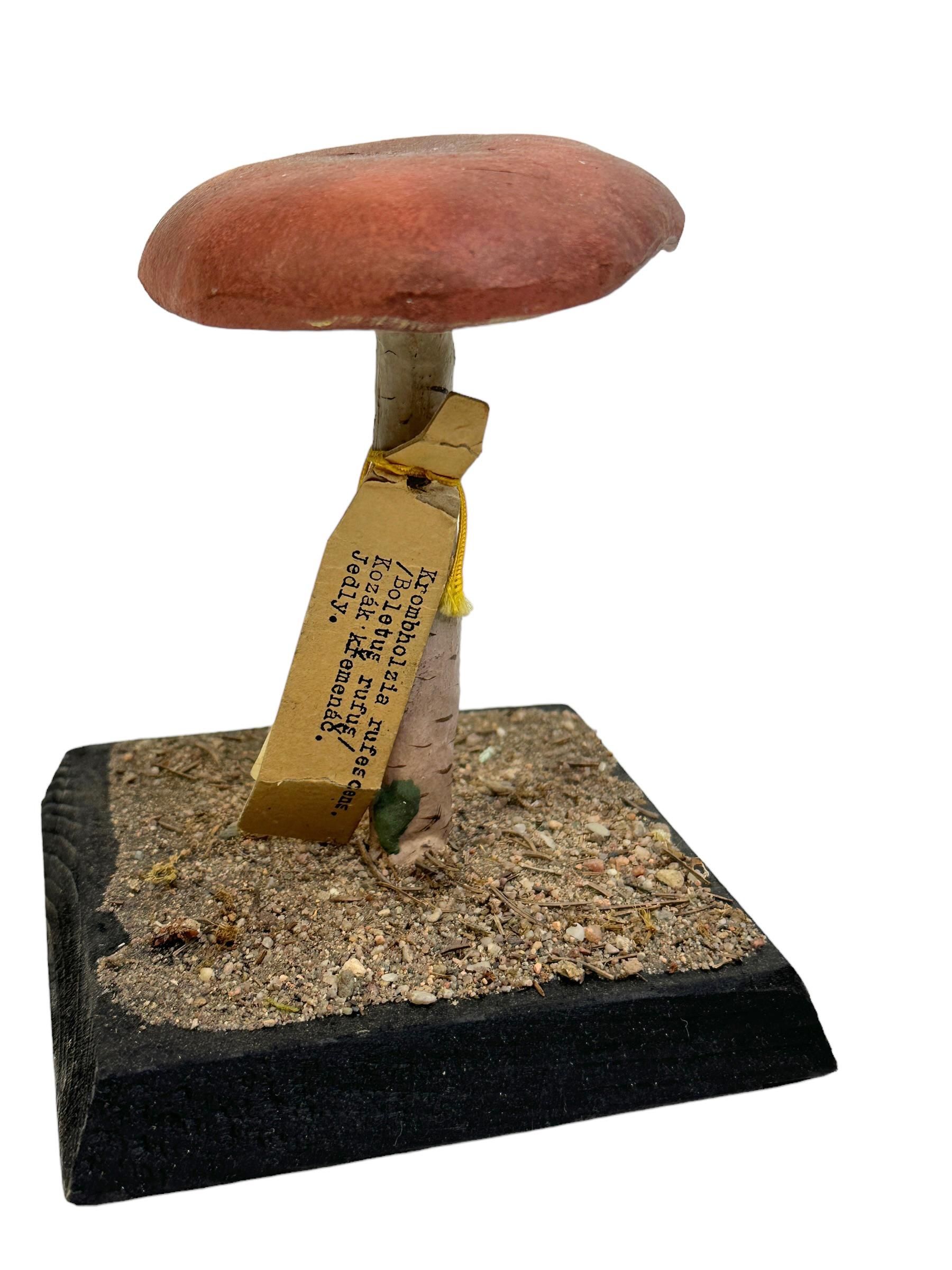 Fait main Modèle scientifique de spécimen de champignons, Europe,  Années 1950 ou plus anciennes en vente
