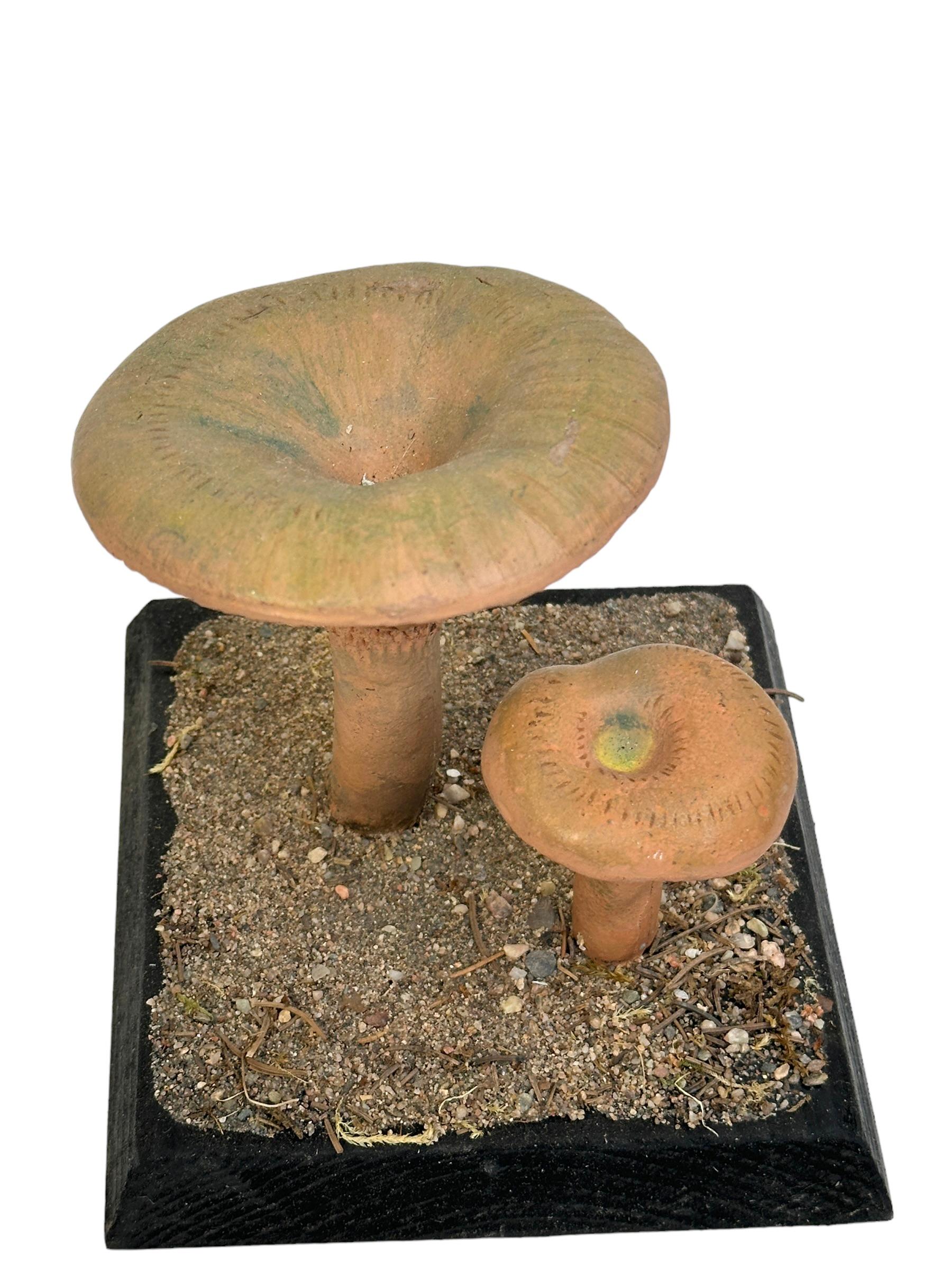Mushroom Botanical Scientific Specimen Model Europe,  1950s or older In Good Condition For Sale In Nuernberg, DE