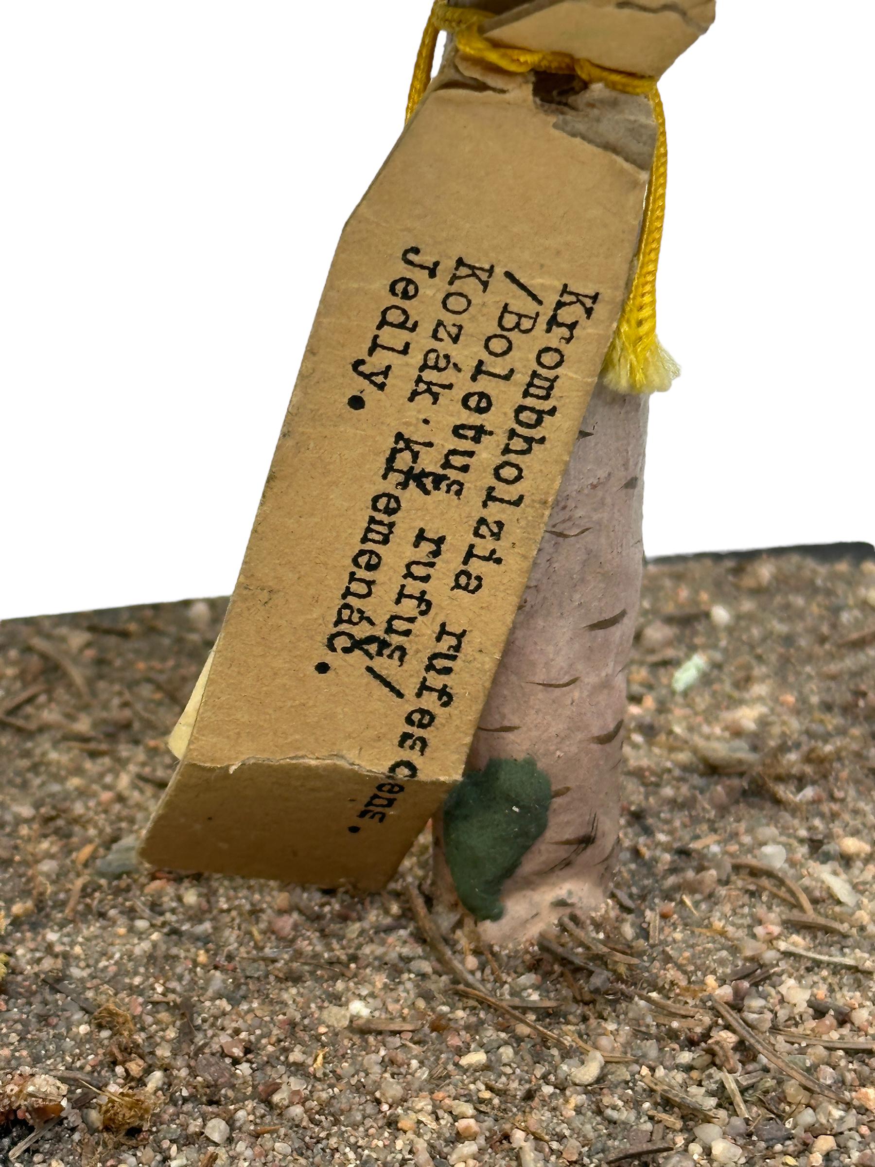 Pilz Botanisches Wissenschaftliches Exemplar Modell Europa,  1950er Jahre oder älter im Zustand „Gut“ im Angebot in Nuernberg, DE