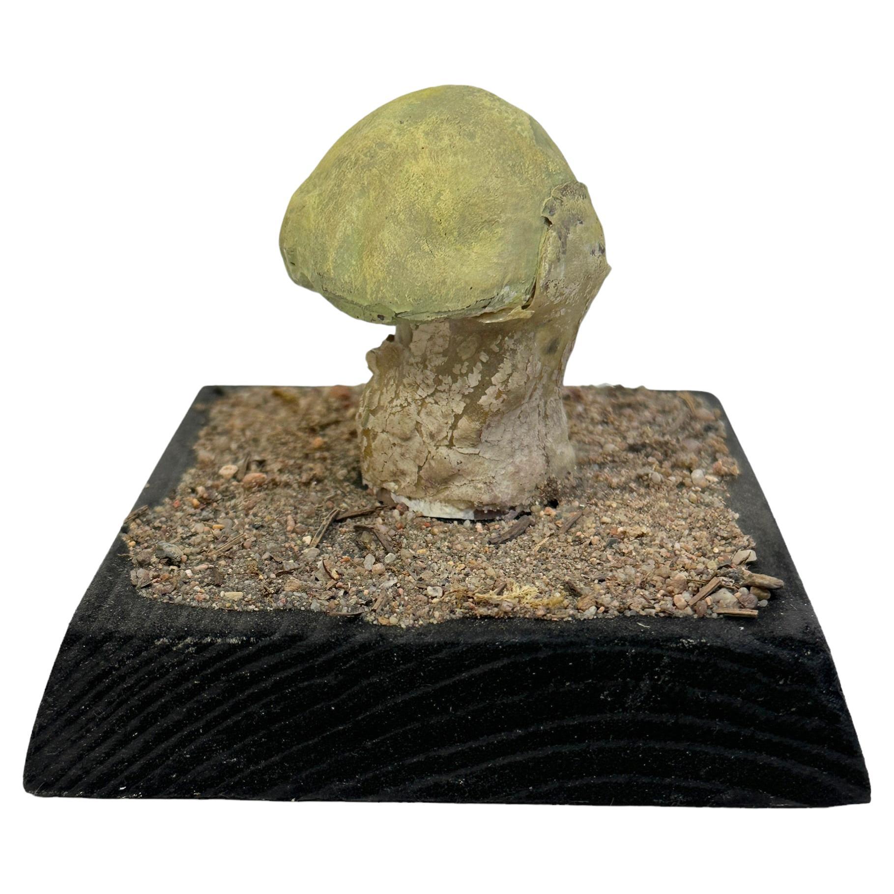 Mushroom Botanical Scientific Specimen Model Europe,  1950s or older For Sale