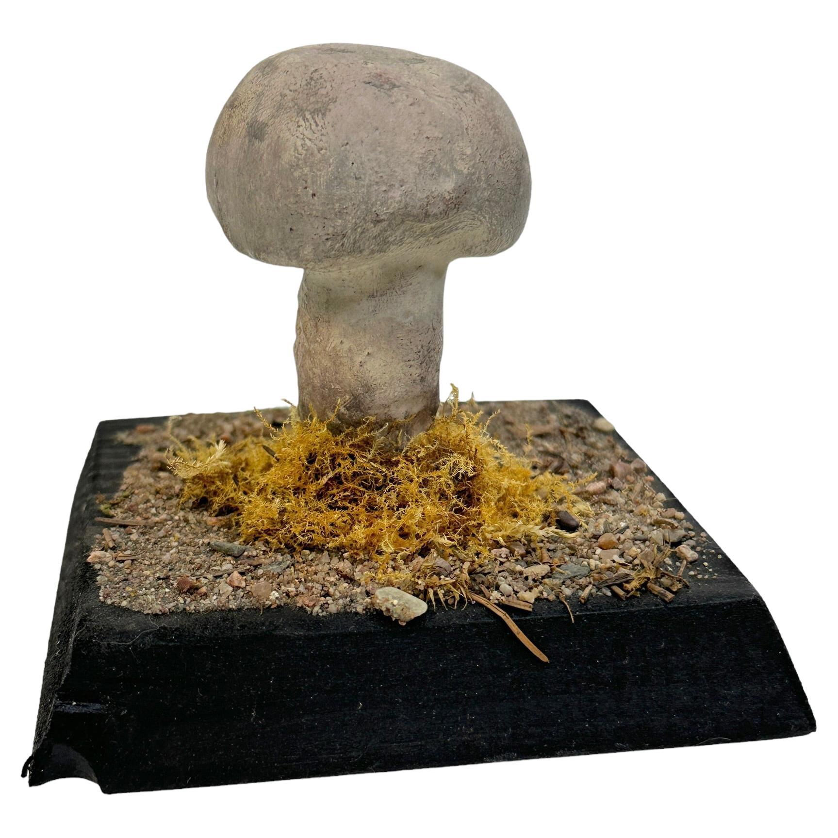 Mushroom Botanical Scientific Specimen Model Europe,  1950s or older