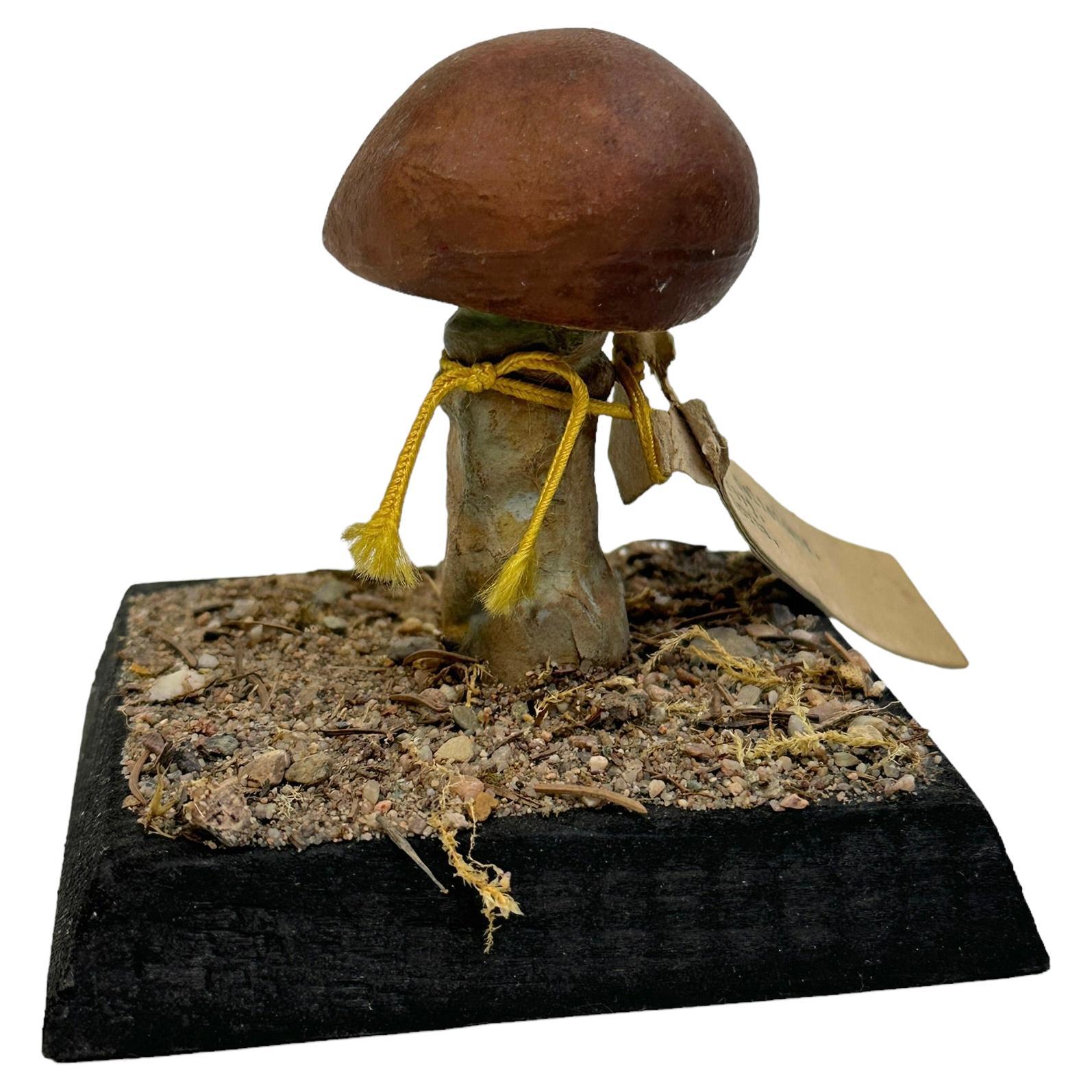 Mushroom Botanical Scientific Specimen Model Europe,  1950s or older For Sale