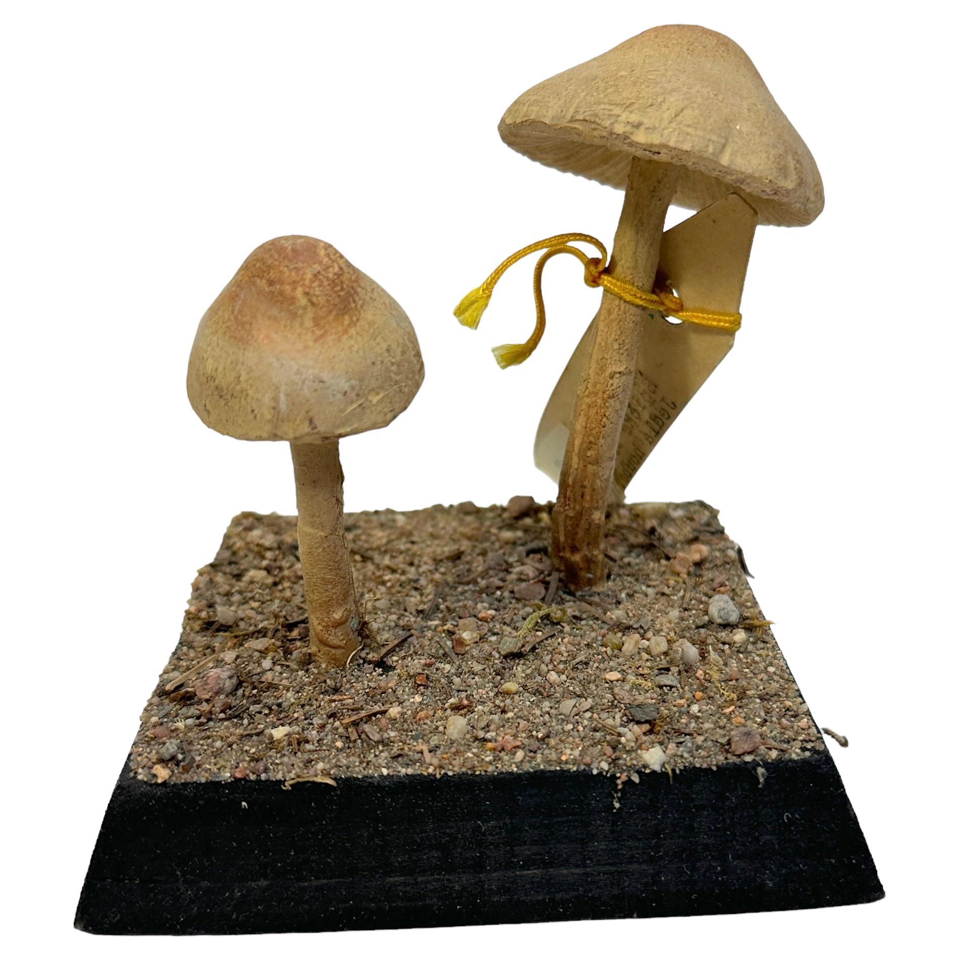 Mushroom Botanical Scientific Specimen Model Europe,  1950s or older For Sale