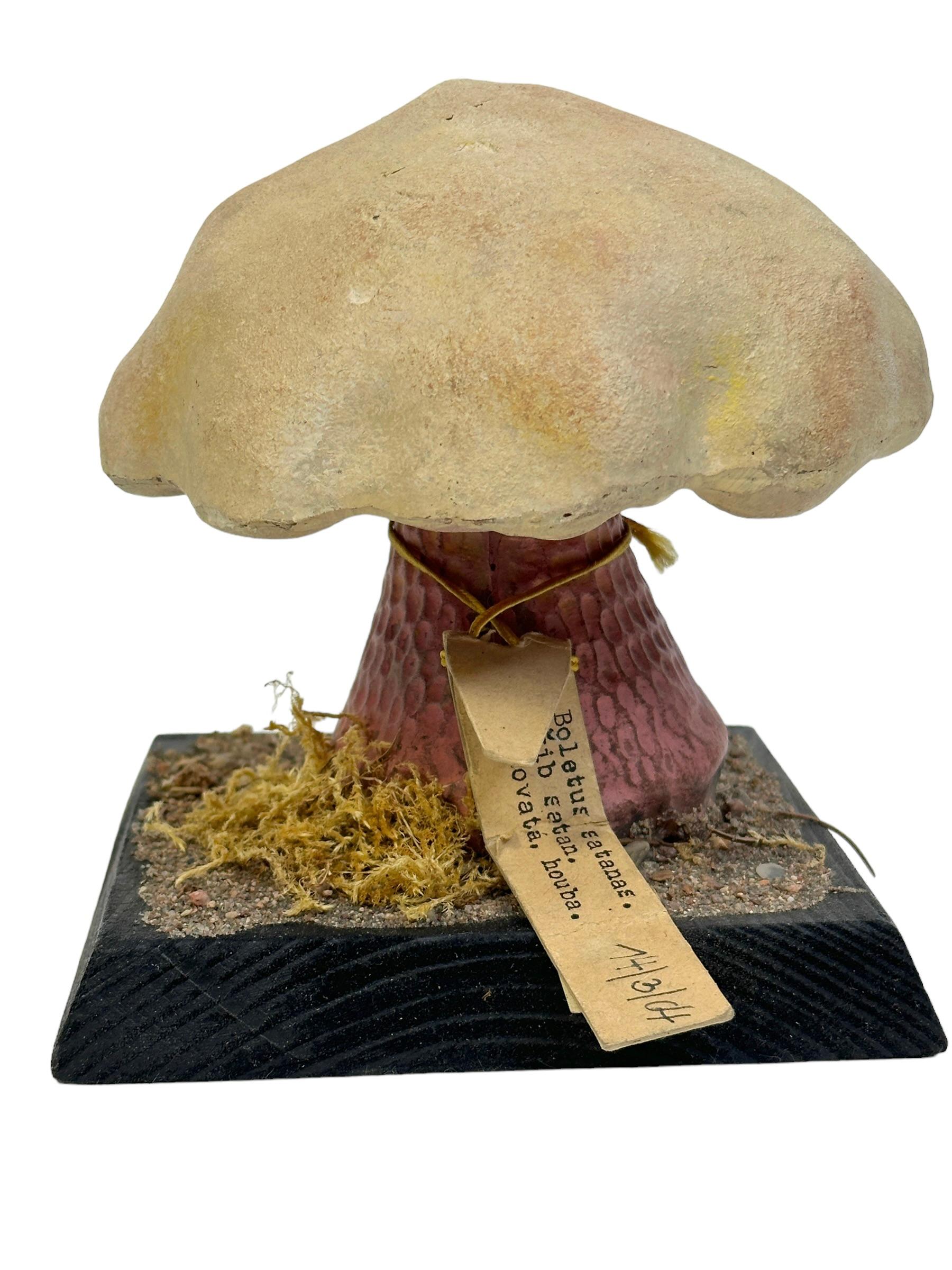 Mushroom Botanical Scientific Specimen Model Europe,  1950s or older For Sale