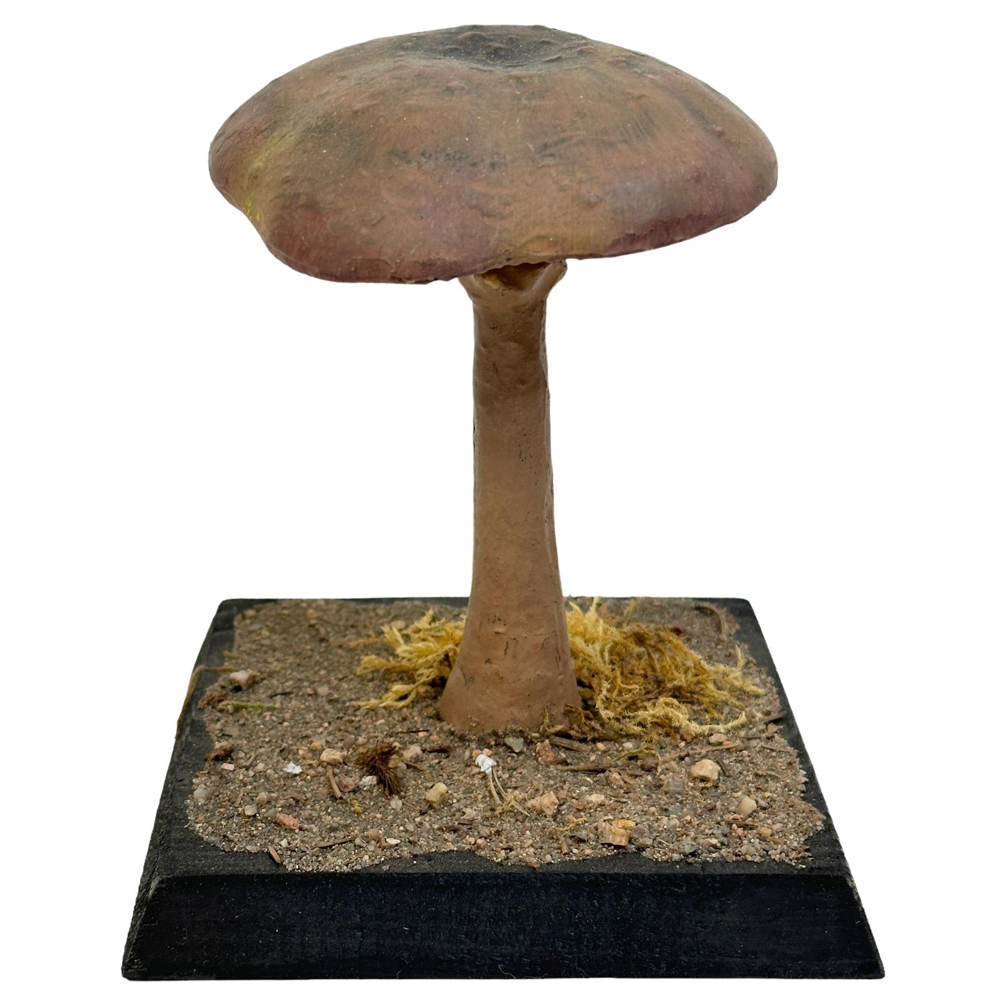 Mushroom Botanical Scientific Specimen Model Europe,  1950s or older For Sale