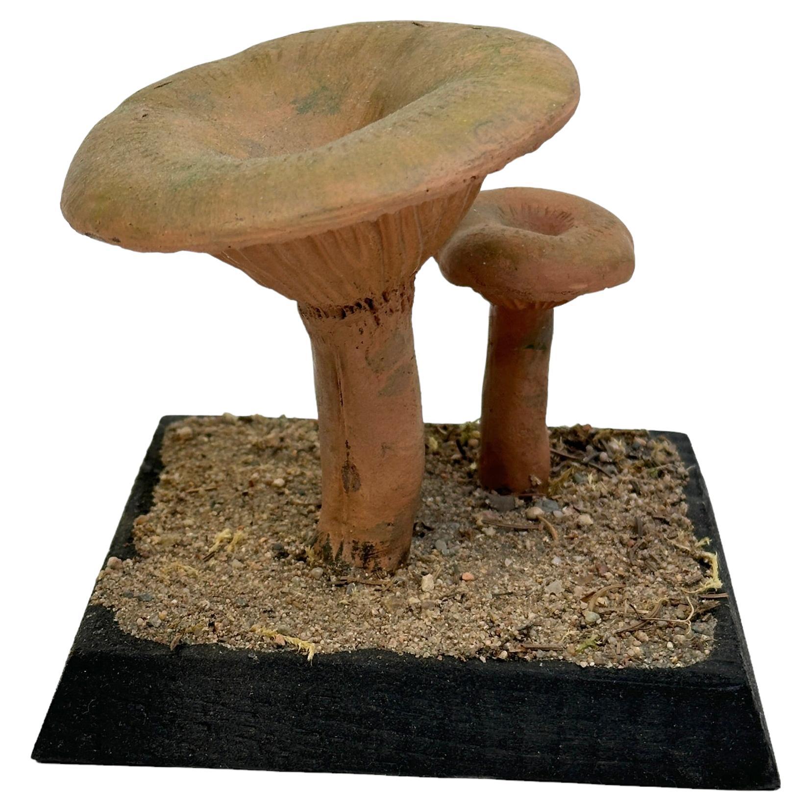 Mushroom Botanical Scientific Specimen Model Europe,  1950s or older For Sale