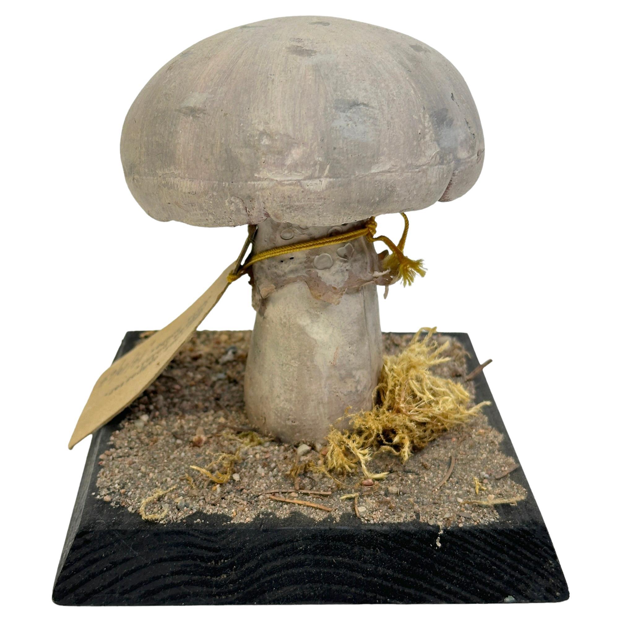 Mushroom Botanical Scientific Specimen Model Europe,  1950s or older