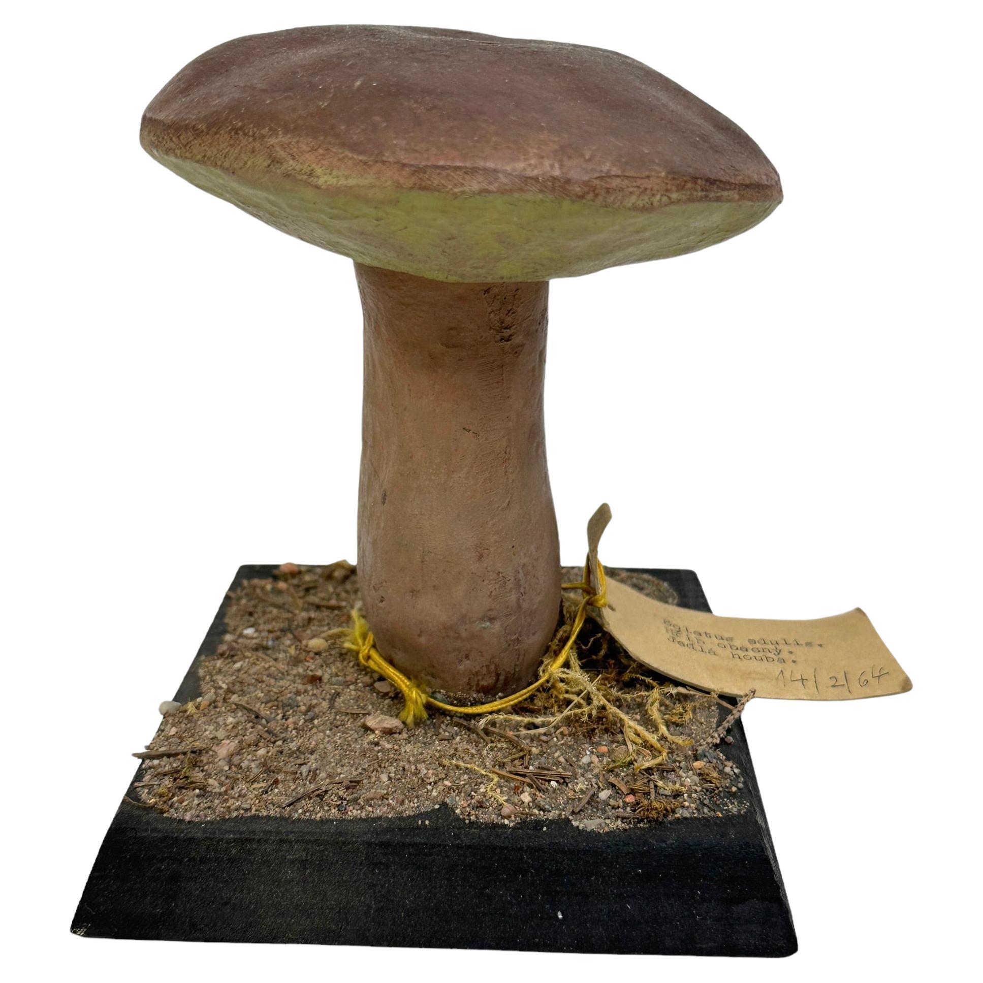 Mushroom Botanical Scientific Specimen Model Europe,  1950s or older For Sale