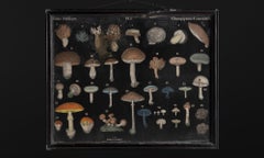 Mushroom Charts, France circa 1850