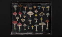 Mushroom Charts, France circa 1850