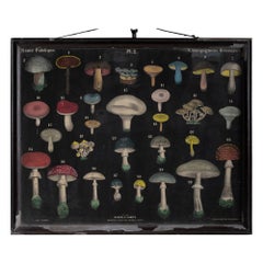 Carte dei funghi, Francia, 1850 circa