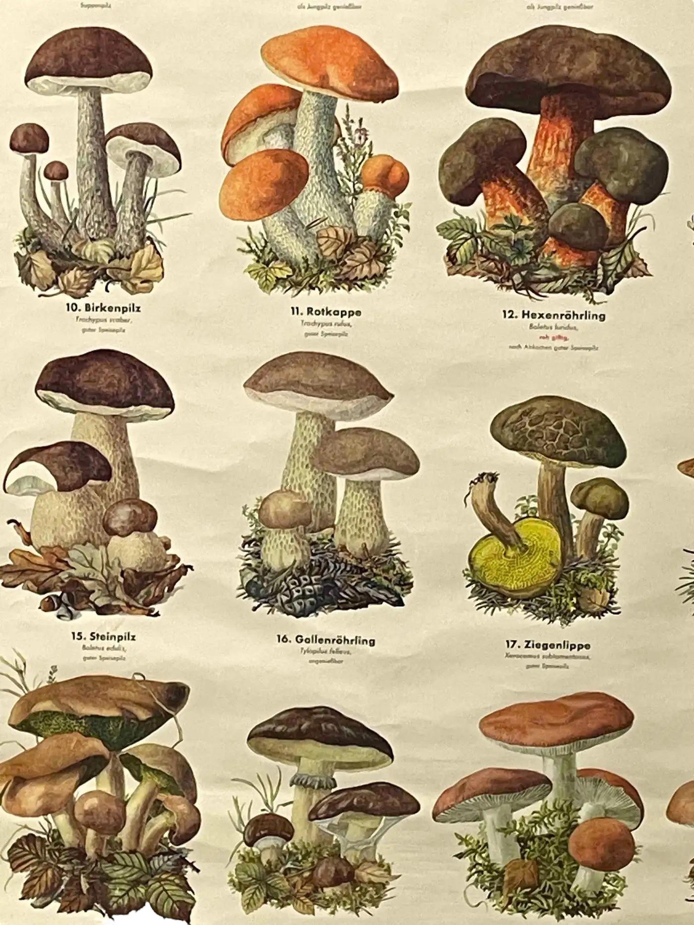 Mushrooms of Europe Rollable Poster Print Wall Chart, Austria 1950s 2