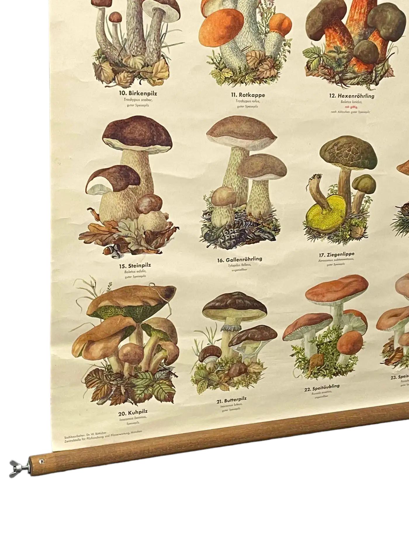 Mushrooms of Europe Rollable Poster Print Wall Chart, Austria 1950s 3