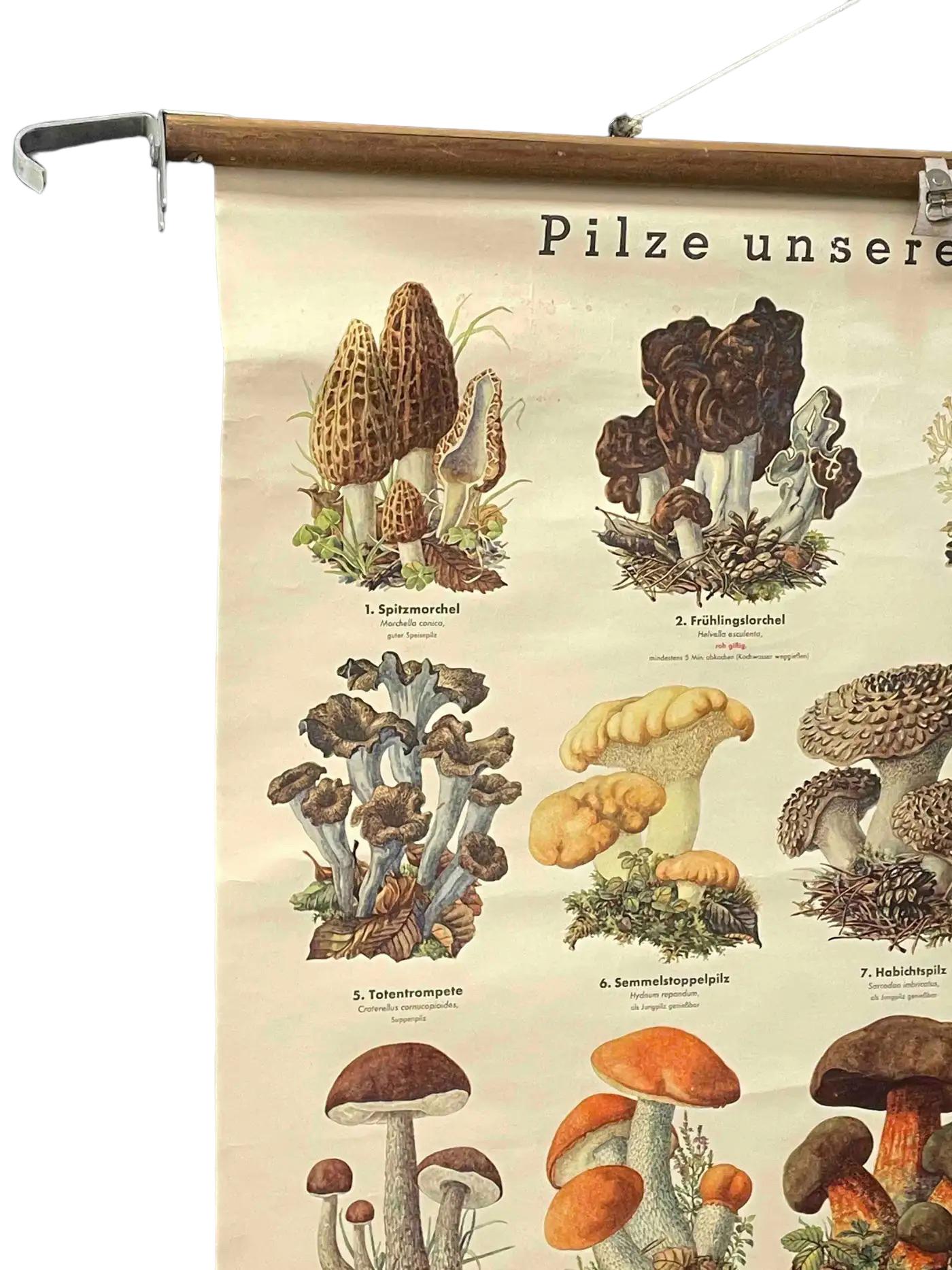 Mushrooms of Europe Rollable Poster Print Wall Chart, Austria 1950s 4