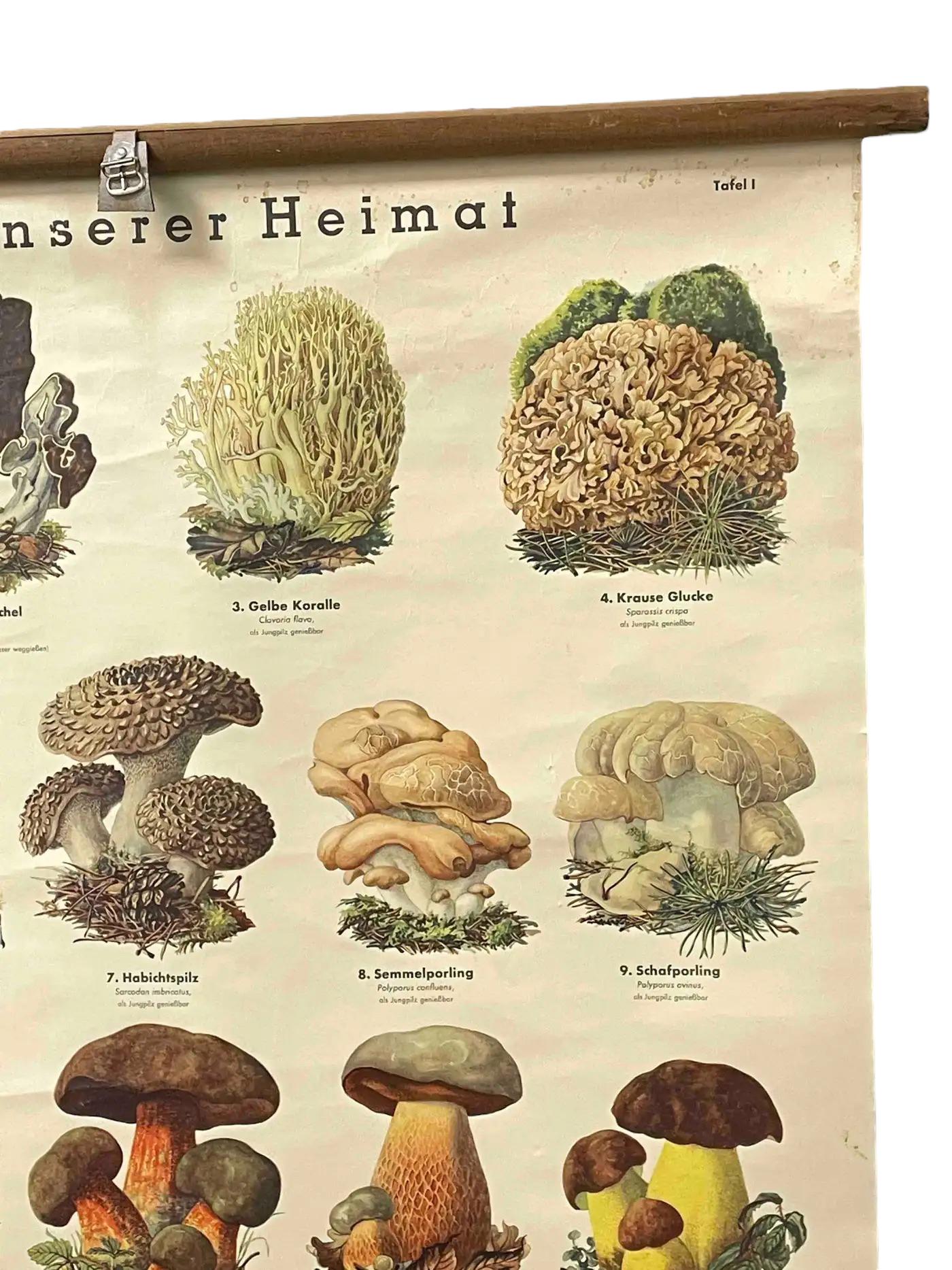 Mushrooms of Europe Rollable Poster Print Wall Chart, Austria 1950s 5