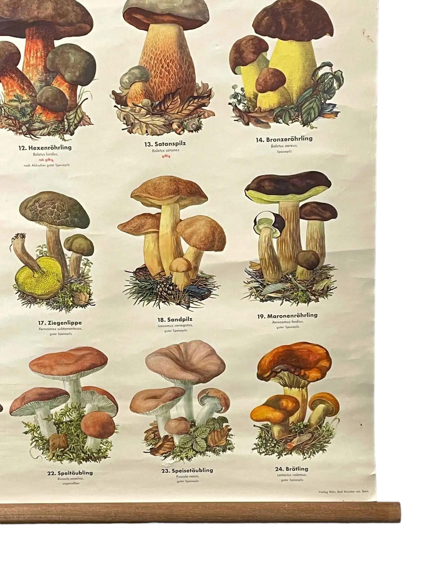 Mushrooms of Europe Rollable Poster Print Wall Chart, Austria 1950s 6