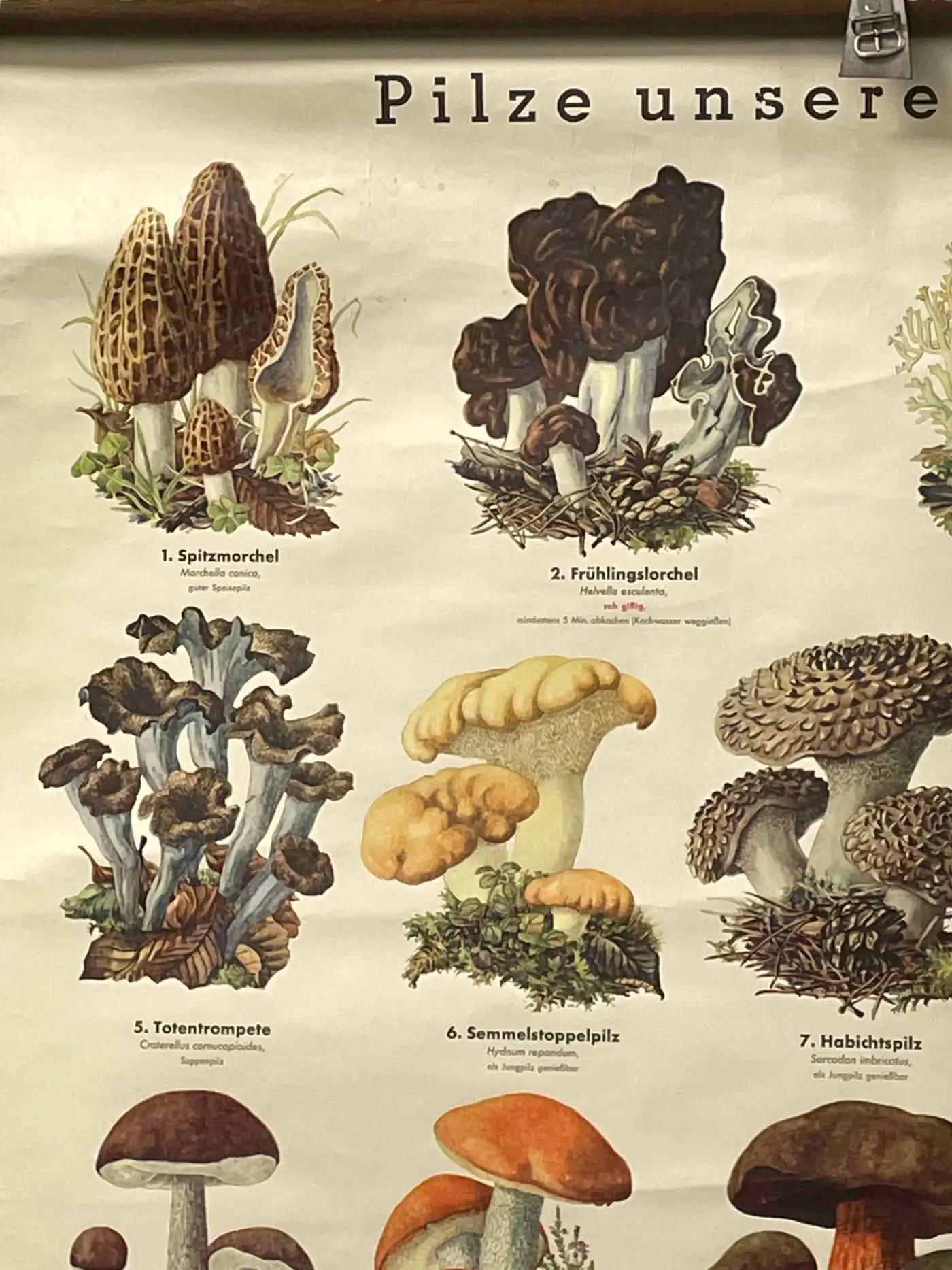 Mushrooms of Europe Rollable Poster Print Wall Chart, Austria 1950s 7