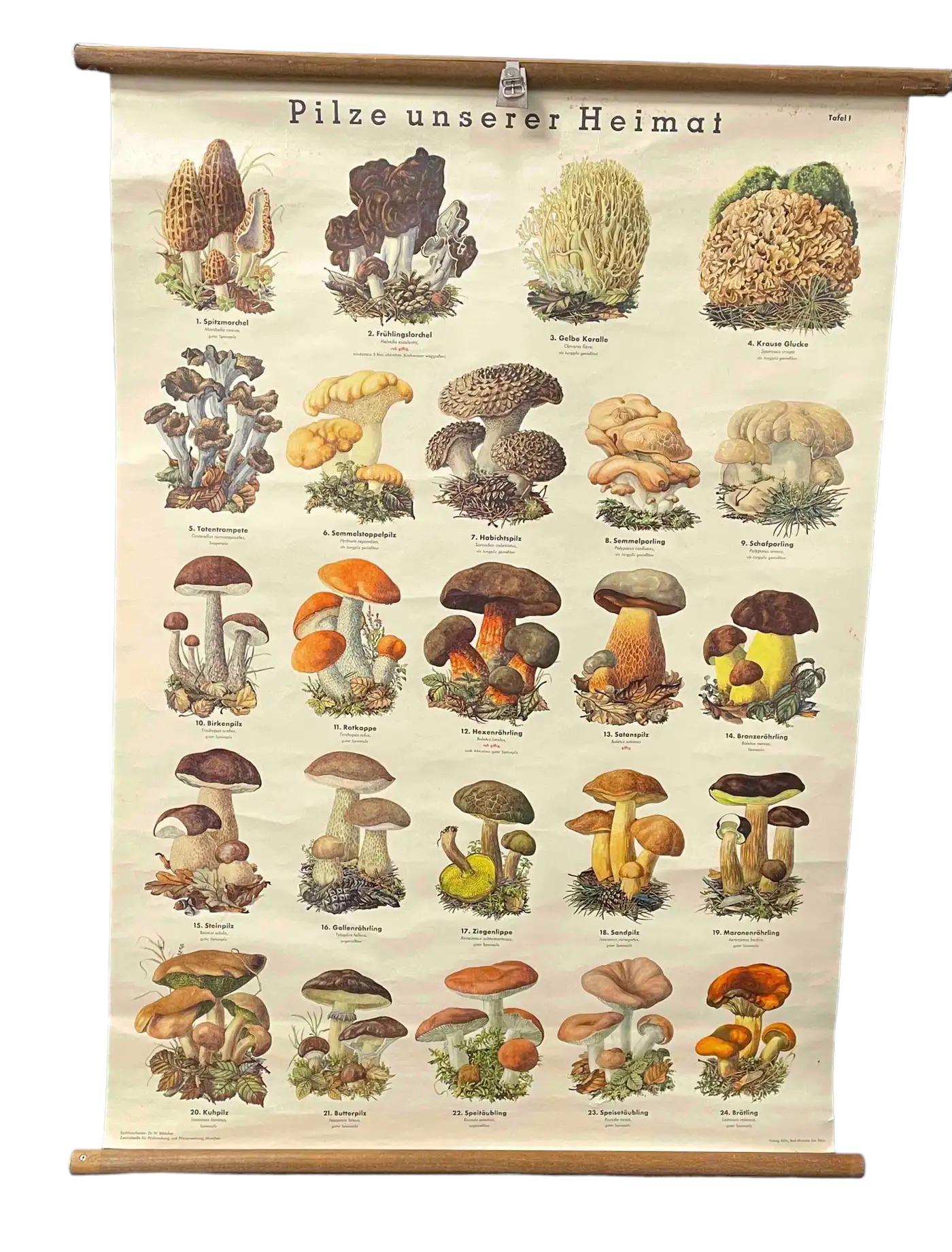 mushroom chart poster